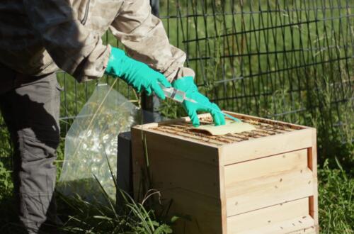 Imker bei der Behandlung des Bienenvolkes mit der Schwammtuchmethode.